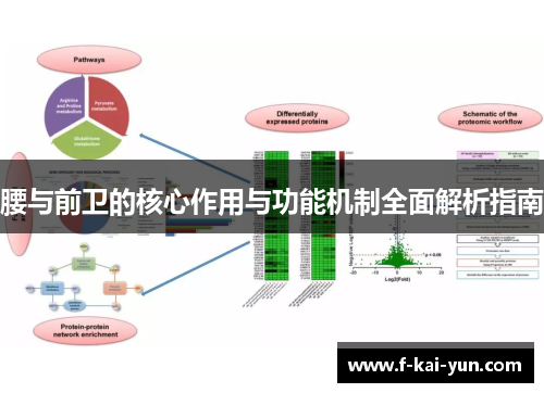 腰与前卫的核心作用与功能机制全面解析指南 腰与前卫的核心作用与功能机制全面解析指南